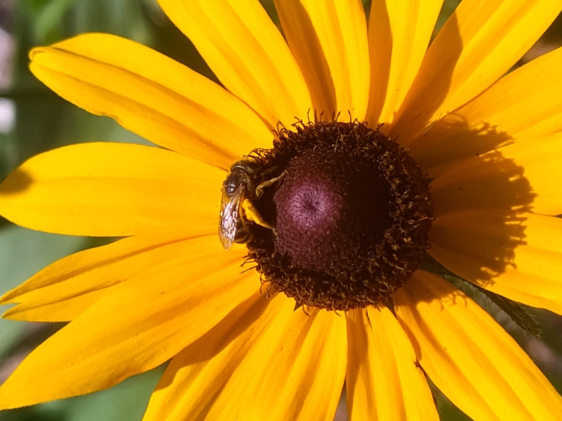 A pollinator garden of asters, goldenrod, and grasses along the edge of a stone patio